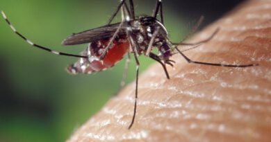 Holandia komary komar tygrysi zagrożenie