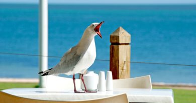 Holandia wakacje plaża pogoda 2020