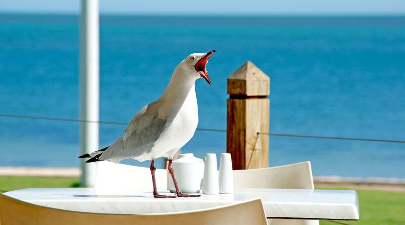 Holandia wakacje plaża pogoda 2020