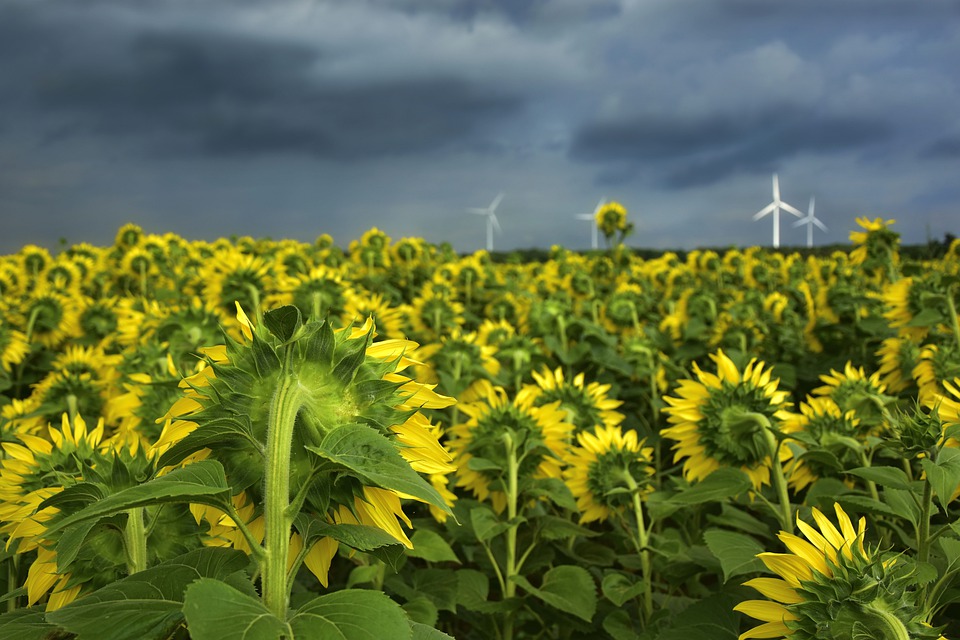Holandia: Tropikalne upały nie odpuszczają - uwaga na burze! 8 sunflower 4339580 960 720