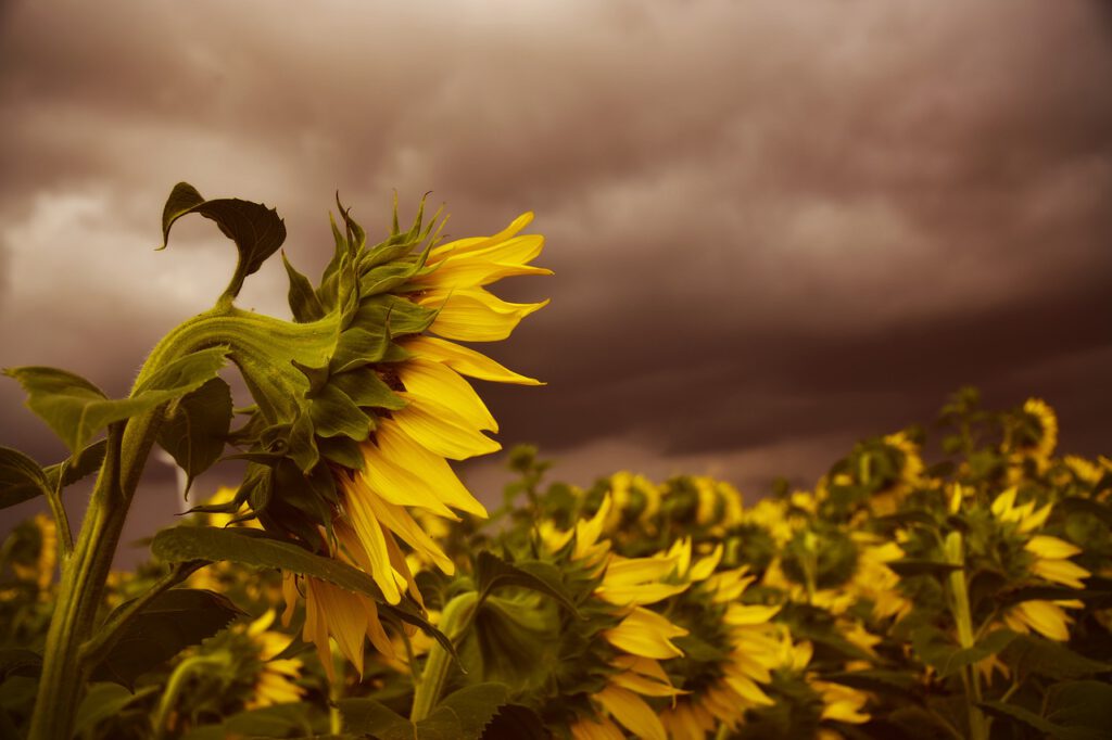 Holandia: Nadchodzi sezon gwałtownych burz. Wszystkim nadano już nazwy! 9 sunflower 4339701 1280