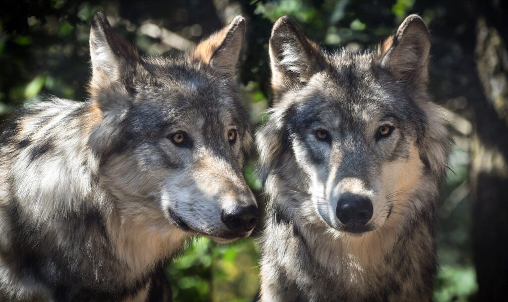 Holandia: Po Geldrii, wilki zadomowiły się prawdopodobnie także w Brabancji i Drenthe! 8 wolf 2984865 1280