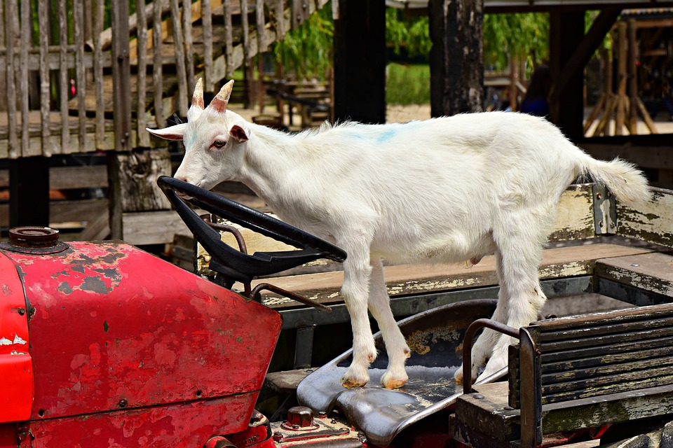 Zamożniejsi Holendrzy rzucili się kupować upadłe gospodarstwa rolne! 8 goat 4351000 960 720