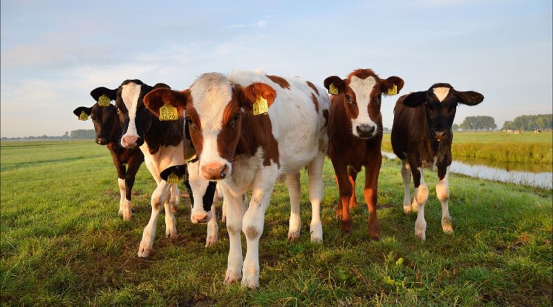 Holandia pastwisko krowy dobrostan 2020