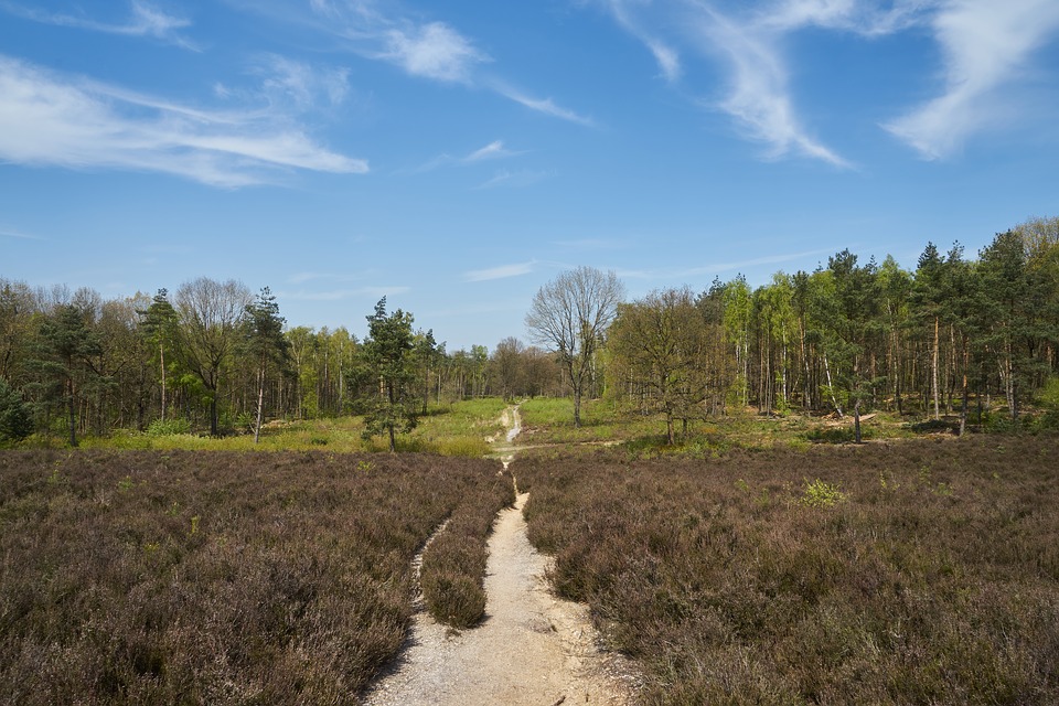 Holandia: Najpierw zasadź drzewo - syna spłodzisz później 8 forest 2692561 960 720
