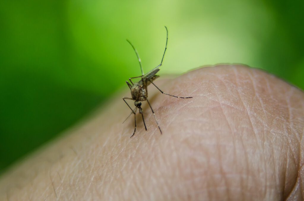 Holandia: Niebezpieczne insekty obecne już w dwunastu gminach 10 komar