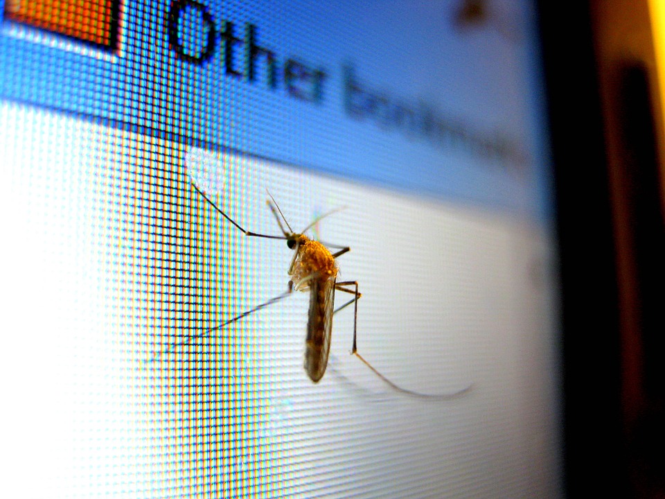 Holandia: Niebezpieczne insekty obecne już w dwunastu gminach 8 mosquito 434904 960 720