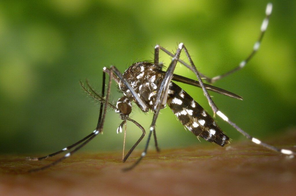Holandia: Niebezpieczne insekty obecne już w dwunastu gminach 9 mosquito 49141 1280