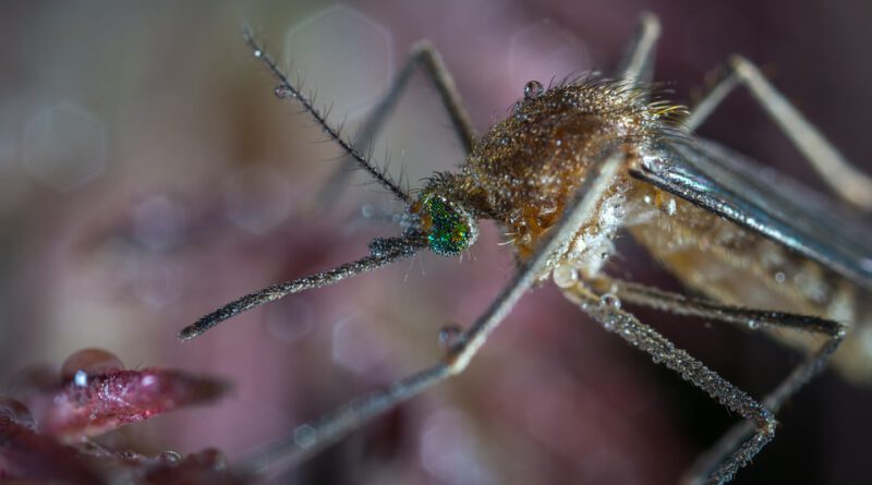Holandia komary choroba wirus 2020