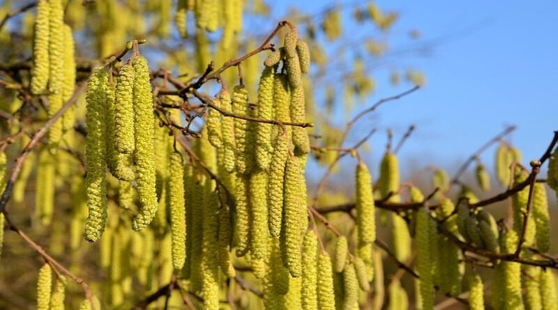 Holandia alergia leszczyna olsza pyłki katar sienny 2020 2021