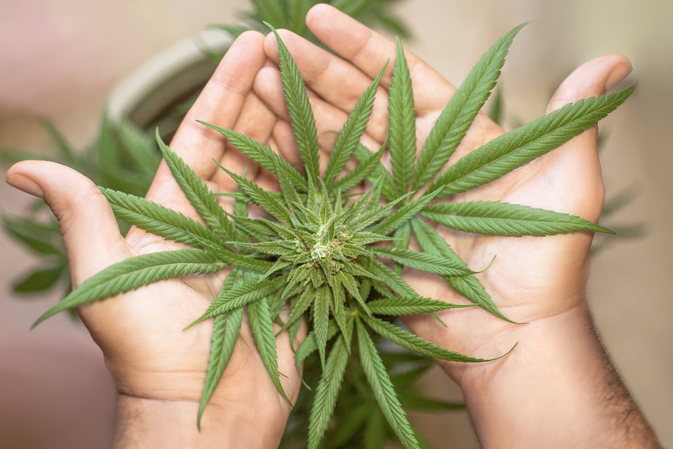 Uprawiasz w domu konopie? Możesz stracić mieszkanie! 10 marijuana leaf 5315561 960 720