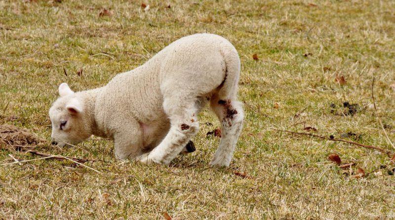 Holandia owce jagnięta wirus choroba genetyczna