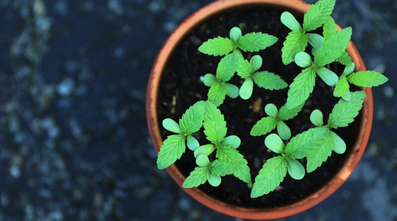Holandia marihuana uprawa cannabis plant 2021