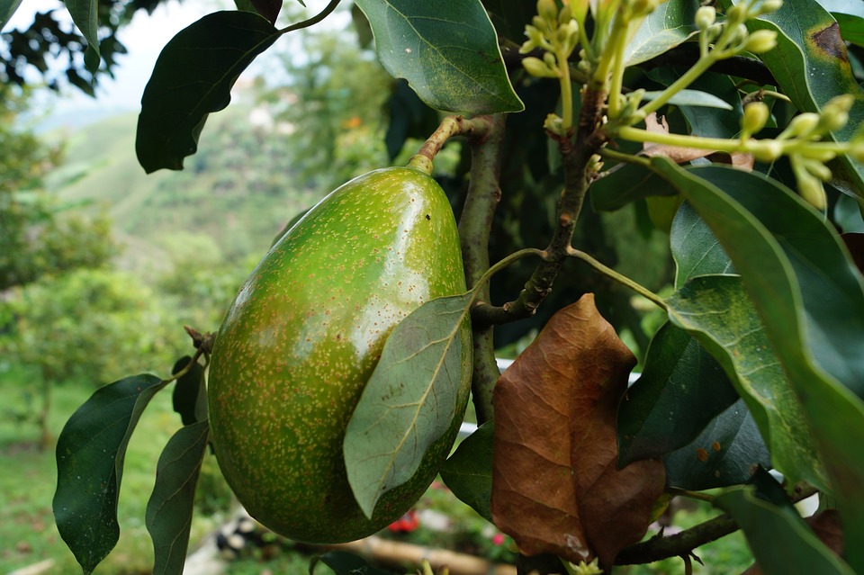Holandia największym na Świecie eksporterem... egzotycznego awokado. Jak to możliwe? 10 avocado 2192116 960 720