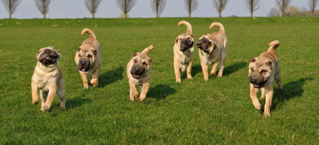Prawie 1000 mandatów dziennie za nieprzestrzeganie godziny policyjnej! 8 dog 1817949 1280