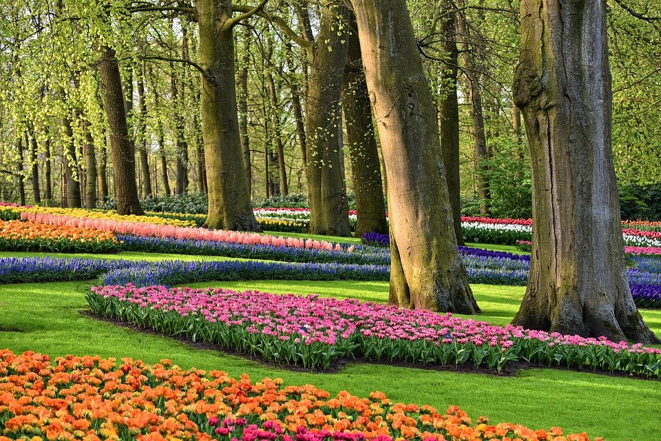 Koronawirus: Nie ma żadnych szans na (planowe) otwarcie Keukenhof `2021 12 garden 3356449 960 720