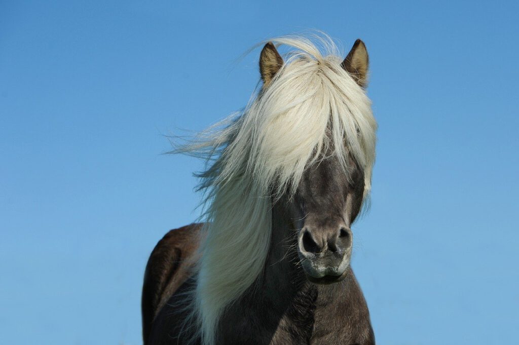 Kto zapłaci za pandemię? Szykuje się nowy podatek - 'koronowy' 11 horse 1330690 1280