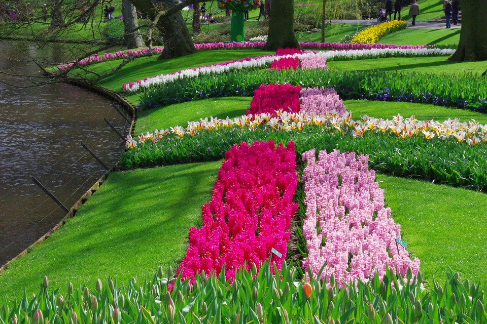 Koronawirus: Nie ma żadnych szans na (planowe) otwarcie Keukenhof `2021 9 keukenhof 5136568 960 720