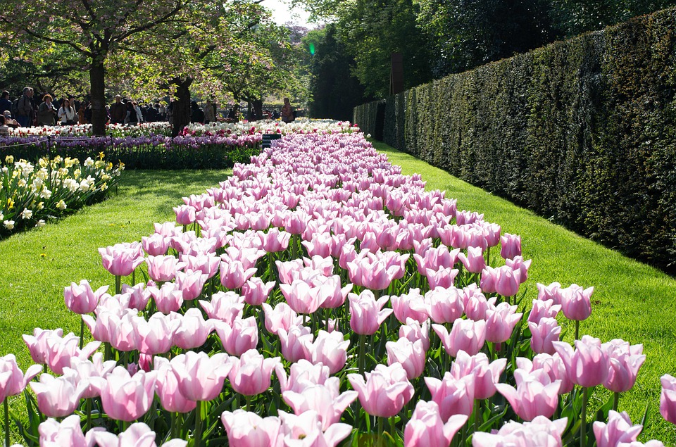 Koronawirus: Nie ma żadnych szans na (planowe) otwarcie Keukenhof `2021 11 netherlands 4435074 960 720
