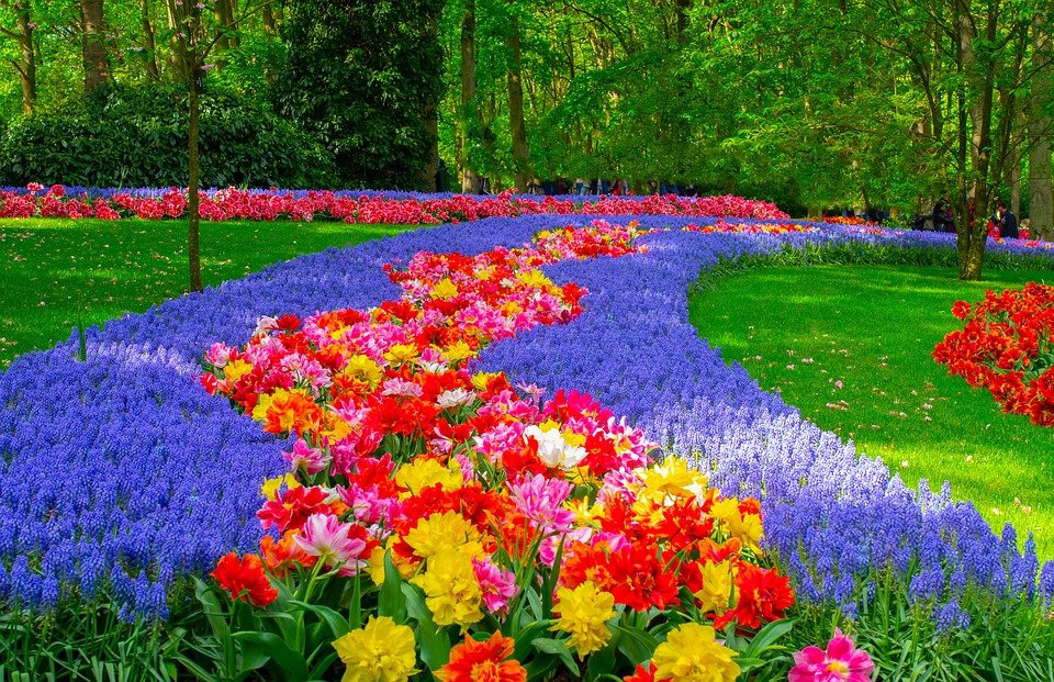 Koronawirus: Nie ma żadnych szans na (planowe) otwarcie Keukenhof `2021 8 netherlands 4435075 960 720
