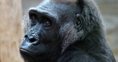 Holandia atrakcje zoo