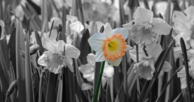 Holandia Keukenhof 2021 koronawirus lockdown