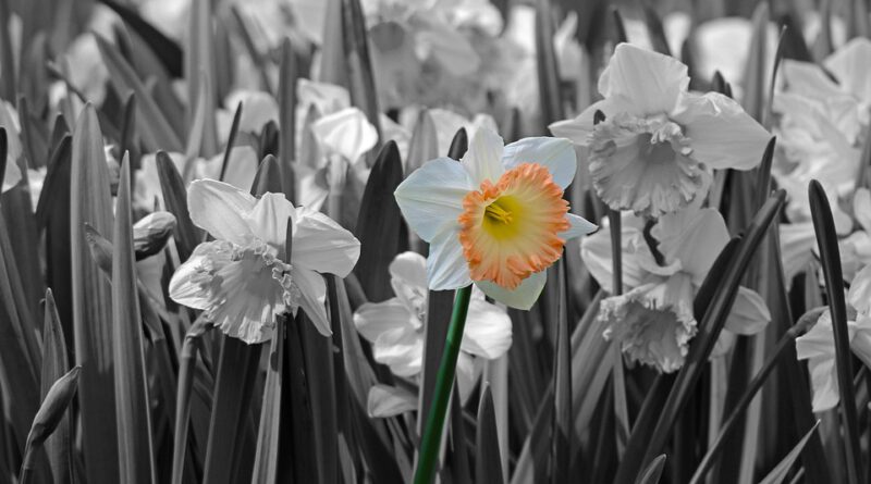Holandia Keukenhof 2021 koronawirus lockdown