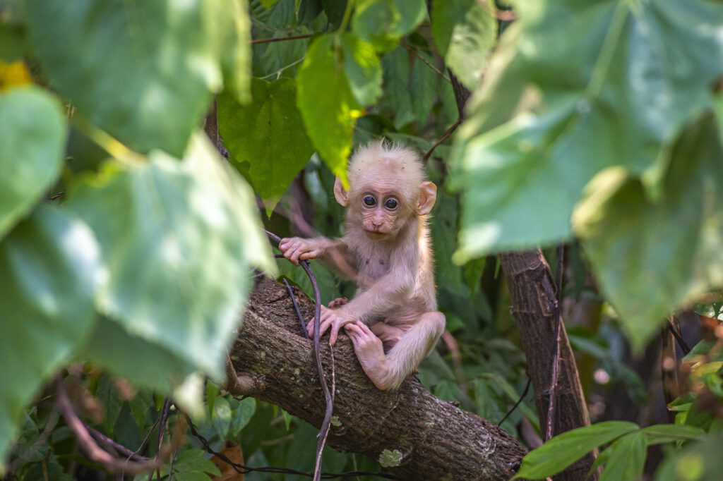 Jak to możliwe, że super-ekologiczna Holandia wycina lasy deszczowe? 12 baby monkey 4888534 1280