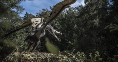 Holandia atrakcje koronawirus Zwolle 2021