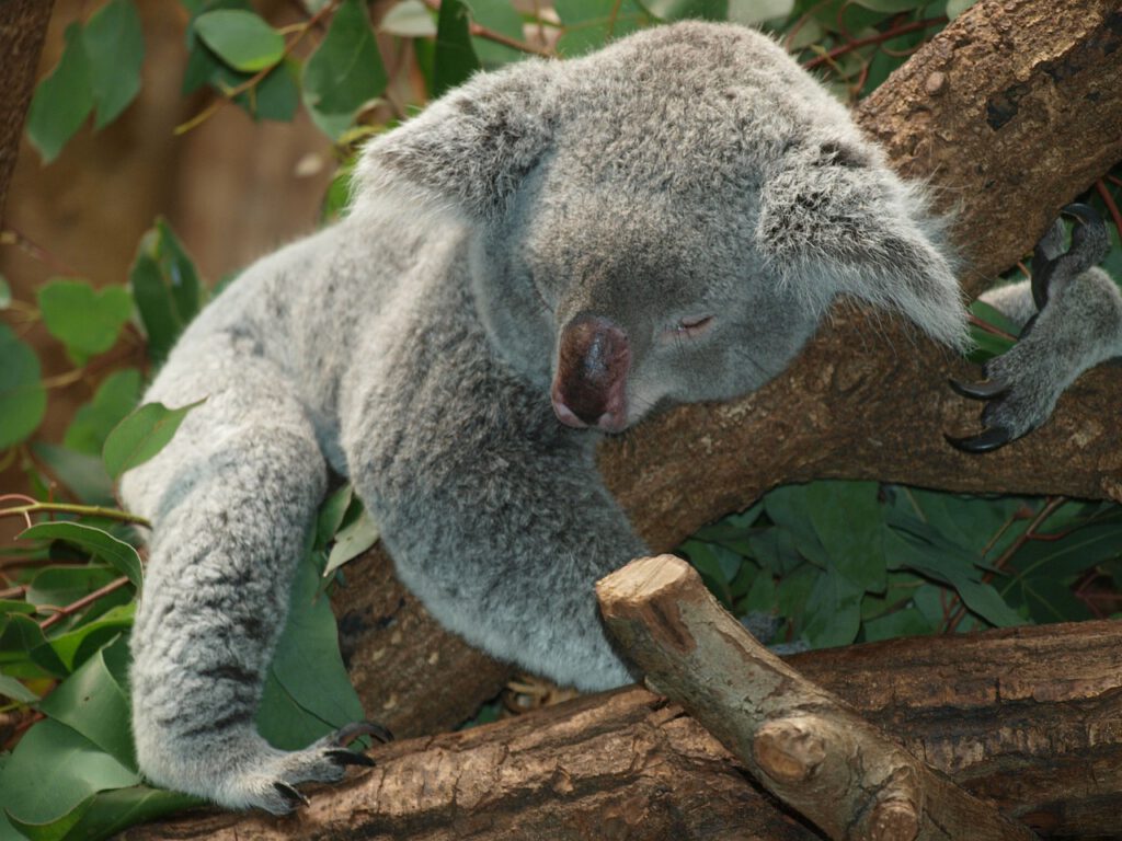 Jak to możliwe, że super-ekologiczna Holandia wycina lasy deszczowe? 11 koala 9960 1280