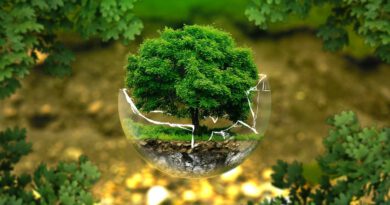 Holandia ekologia lasy wycinka 2021 WWF