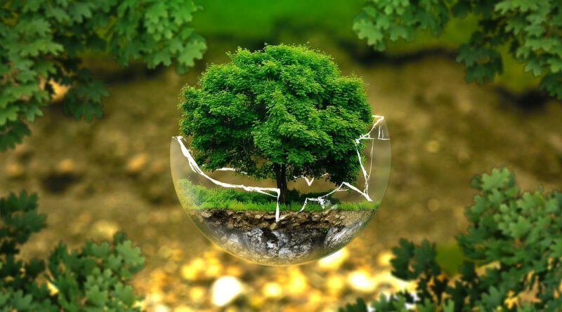 Holandia ekologia lasy wycinka 2021 WWF