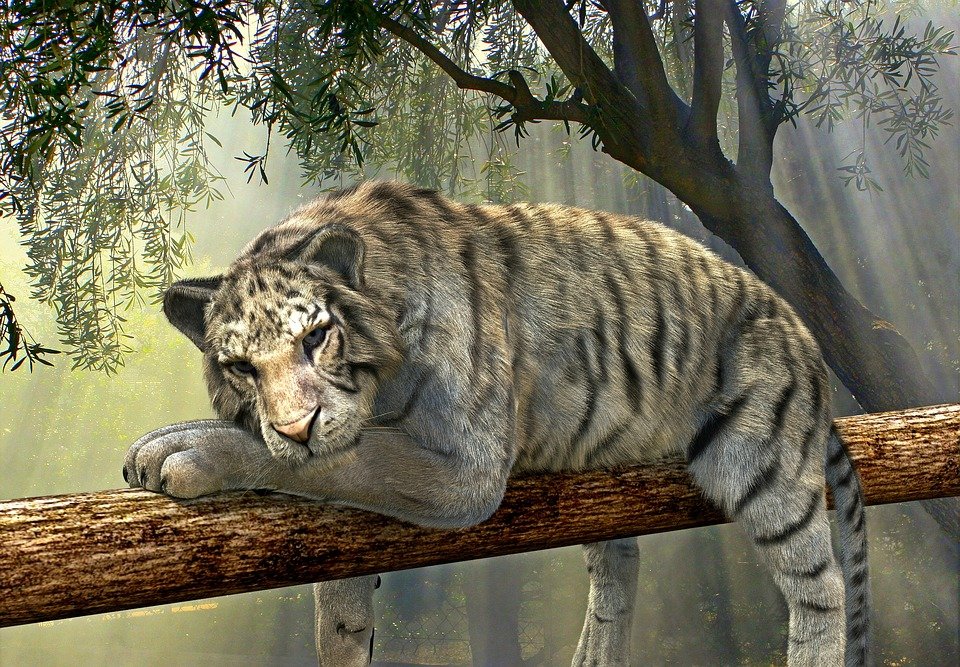 Jak to możliwe, że super-ekologiczna Holandia wycina lasy deszczowe? 9 tiger 1098607 960 720