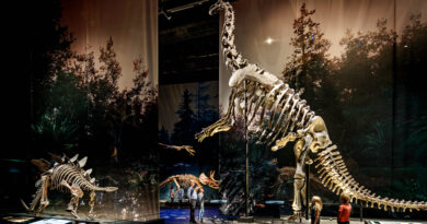 Holandia muzeum Lejda