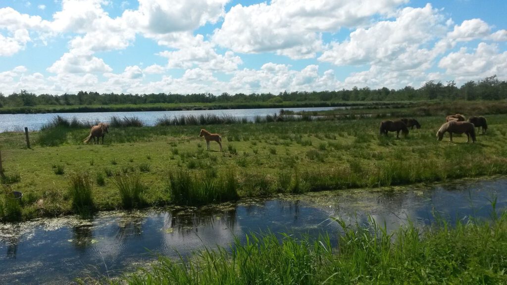 Shetland ponies in Alde Feanen Ricercatore