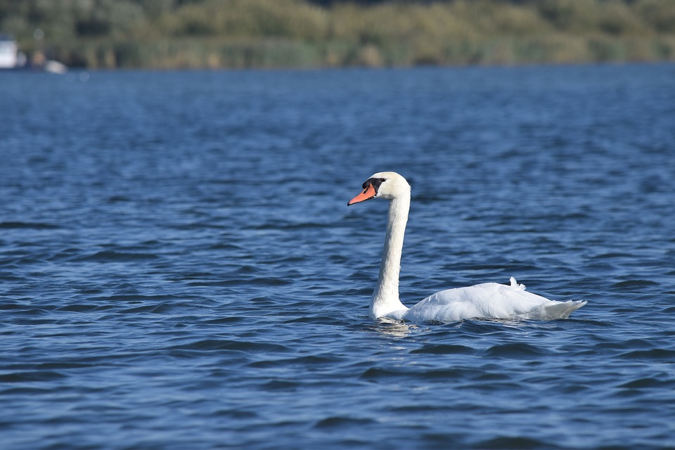 21 parków narodowych Holandii 14 biesbosch