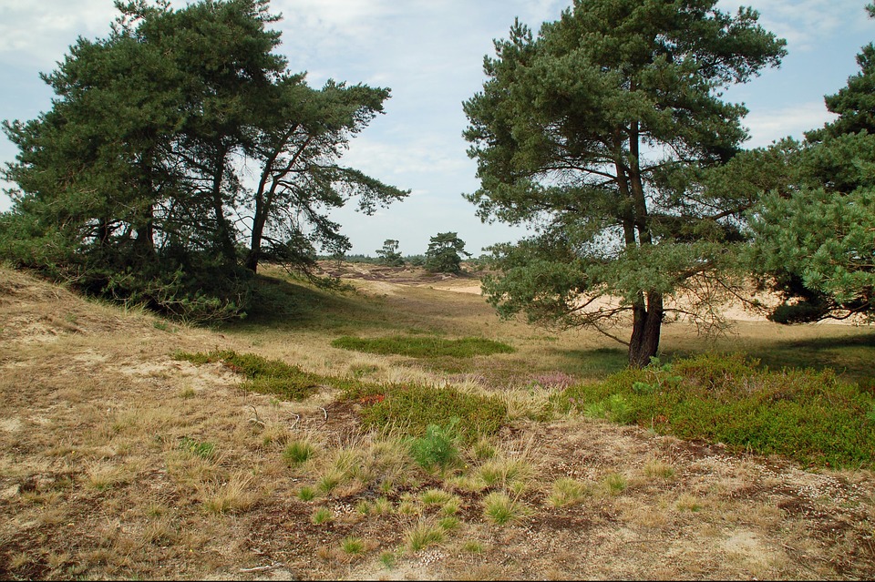21 parków narodowych Holandii 17 drfrwold