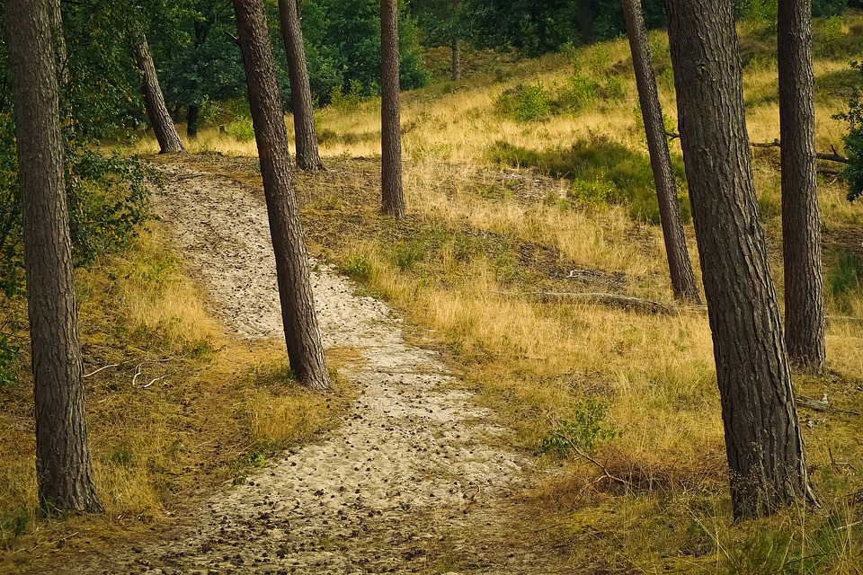 21 parków narodowych Holandii 8 forest 3565774 960 720