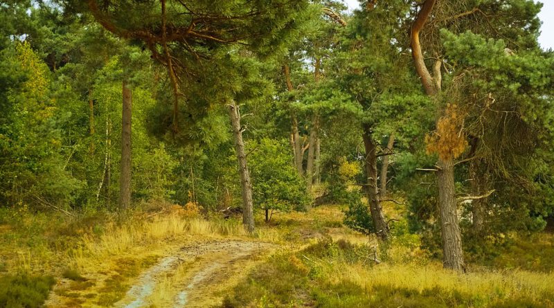 Holandia rezerwat park narodowy atrakcje 2021
