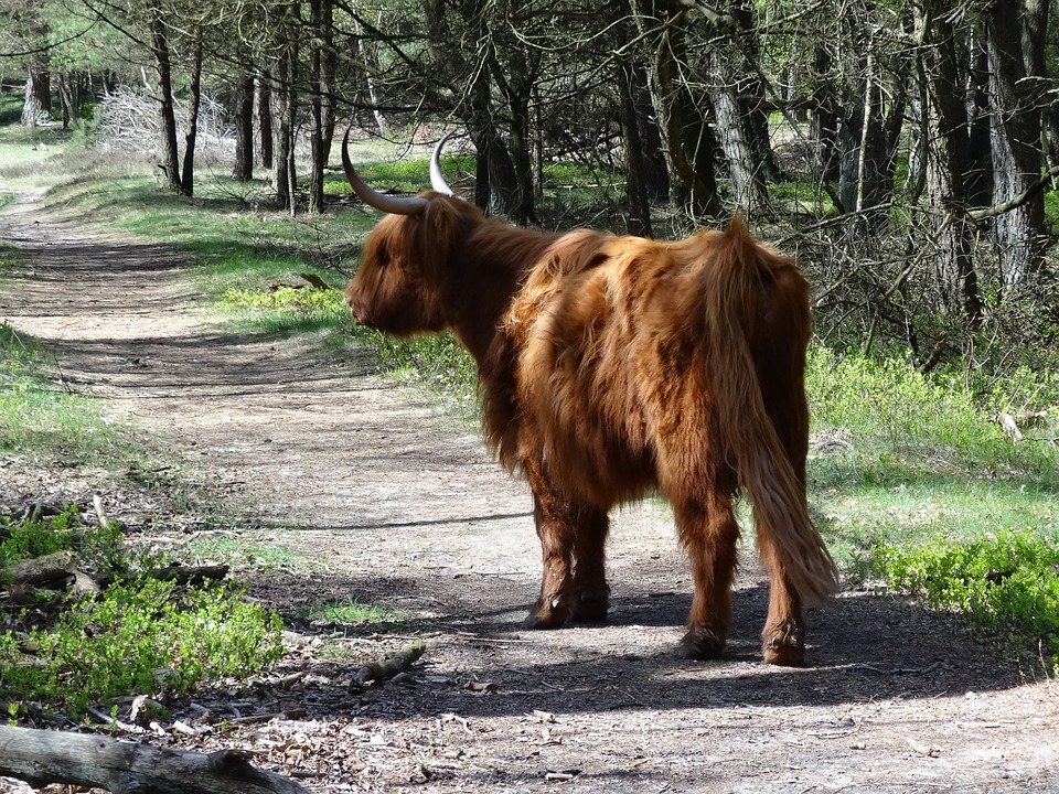 21 parków narodowych Holandii 19 veluwezoom