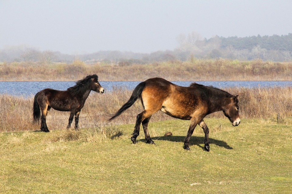 21 parków narodowych Holandii 27 zuidkenn