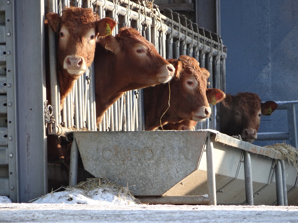 Dobrostan zwierząt: Od 2023 roku koniec z klatkami, kojcami i oborami? 11 cows 5507929 960 720