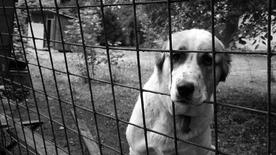 Dobrostan zwierząt: Od 2023 roku koniec z klatkami, kojcami i oborami? 8 dog 3644435 960 720