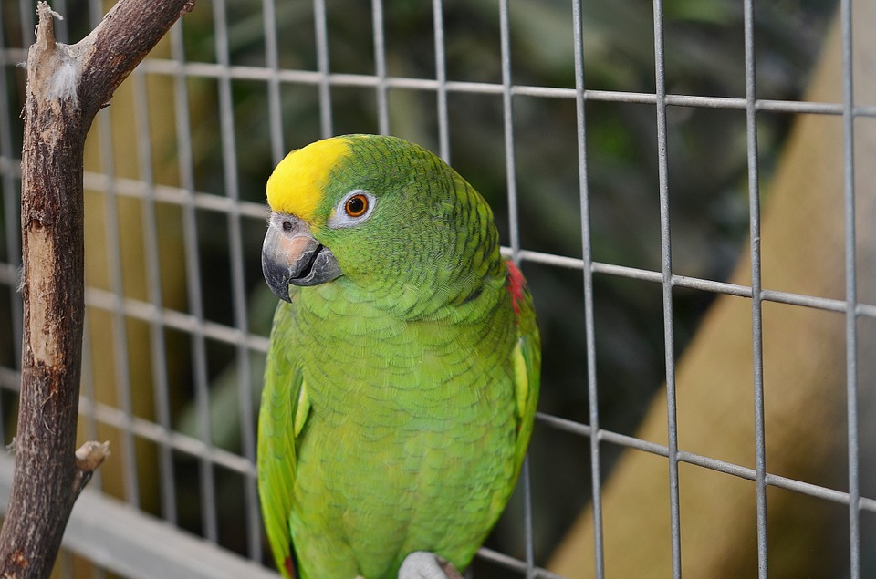 Dobrostan zwierząt: Od 2023 roku koniec z klatkami, kojcami i oborami? 9 parrot 417967 960 720
