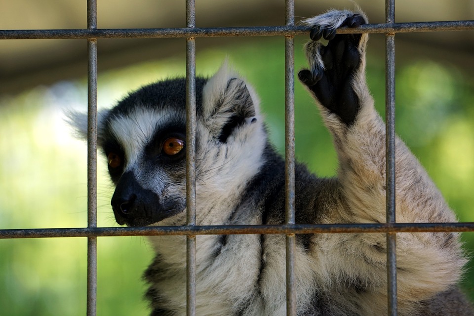 Dobrostan zwierząt: Od 2023 roku koniec z klatkami, kojcami i oborami? 12 primate 5256236 960 720