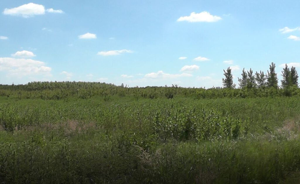 Bentwoud - najmłodszy rezerwat przyrody w Holandii 8 slider 8