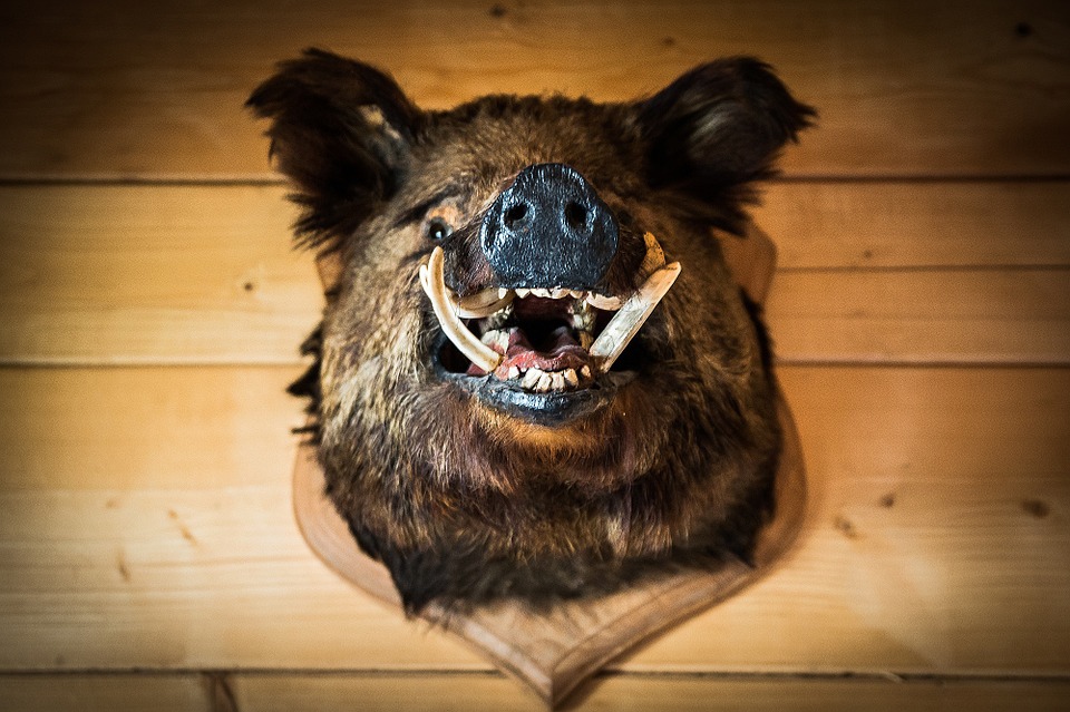 To “było to”! Ale… kto teraz o tym pamięta? 8 the head of the boar 436505 960 720