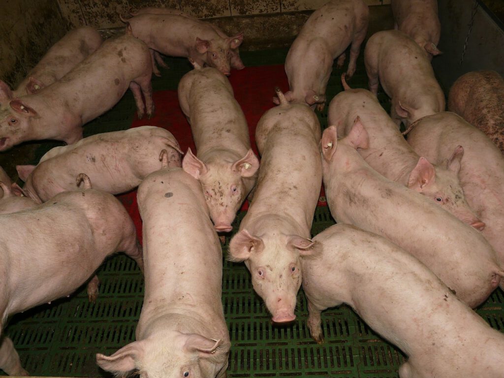 Dobrostan zwierząt: Ubojnia zamknięta, rzeźnicy pozbawieni certyfikatów 9 pig 11246 1280