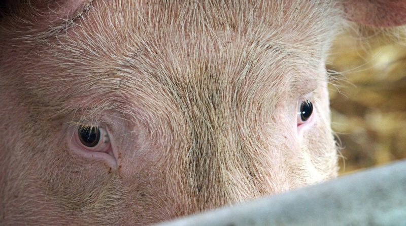 Holandia dobrostan zwierząt świnie prawo