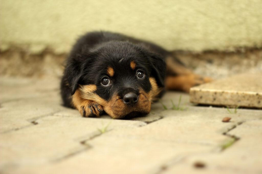 Koronawirus `2021: Jak w tym roku wyglądały wakacje Holendrów? 8 rottweiler 869017 1280